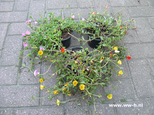 Portulaca grandiflora ( A in soorten portulak ) - Klik op de afbeelding om het venster te sluiten